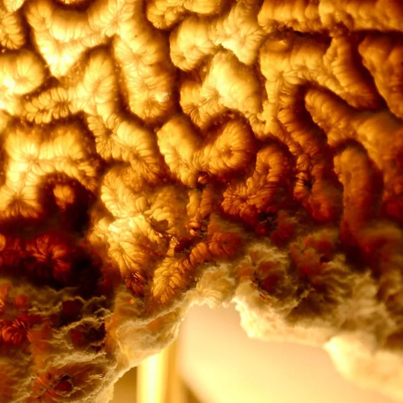 Fossil Coral Brain Coral Lamp