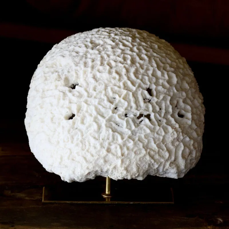 Fossil Coral Brain Coral Lamp