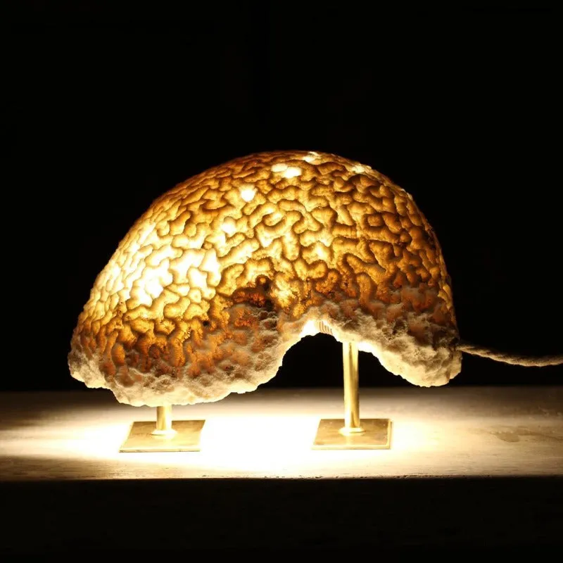 Fossil Coral Brain Coral Lamp