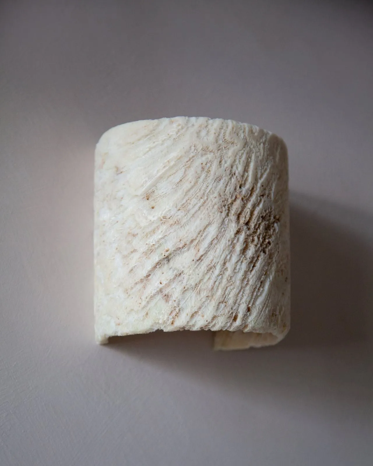 Fossil Coral Tube Flush Wall Sconce