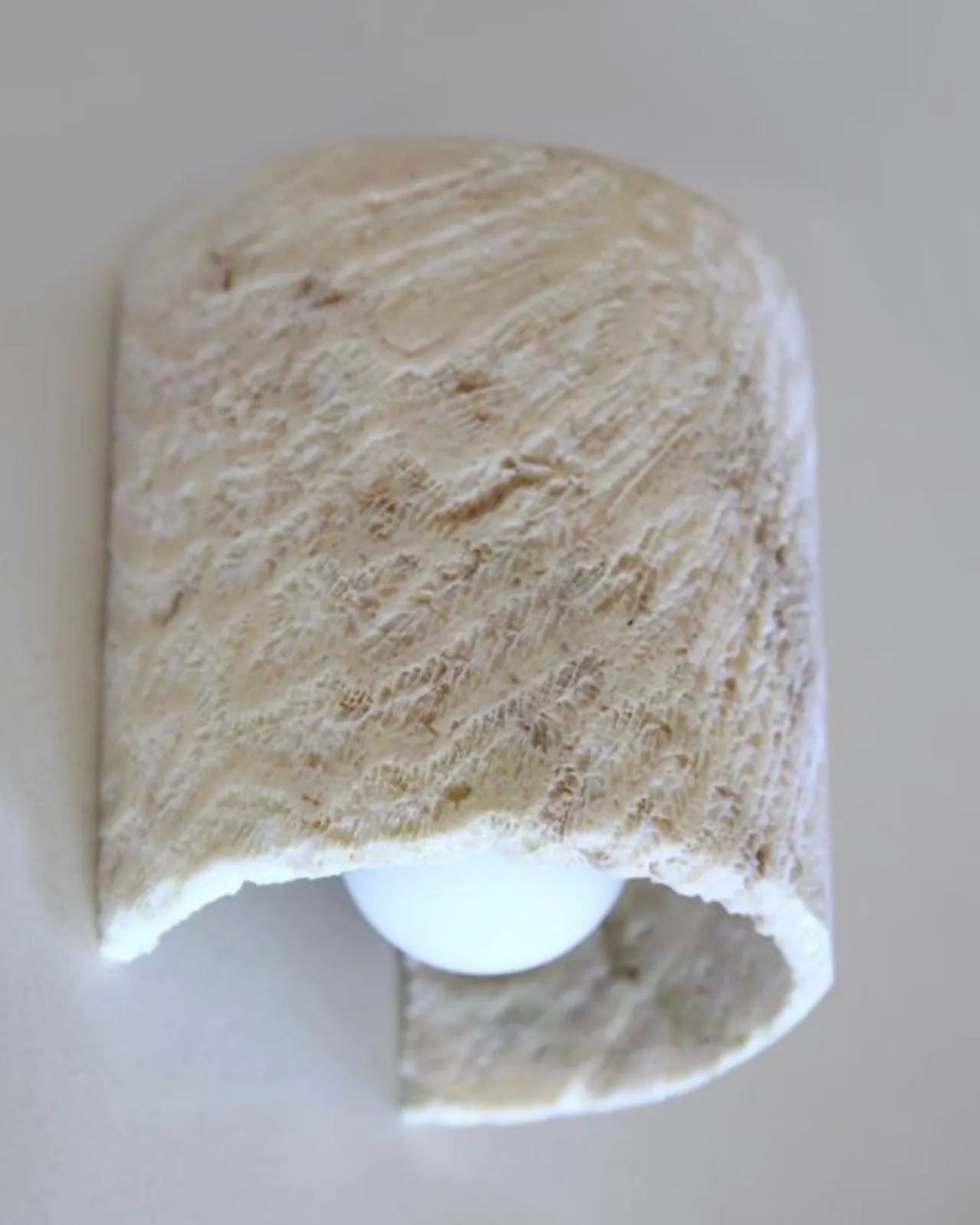 Fossil Coral Tube Flush Wall Sconce
